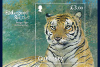 guernsey tiger 2